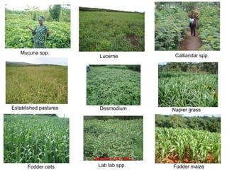 Farmers’ uptake of improved feed practices and reasons for adoption/ non adoption