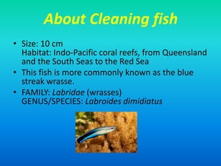 About Cleaning fish
• Size: 10 cm
Habitat: Indo-Pacific coral reefs, from Queensland
and the South Seas to the Red Sea
• This fish is more commonly known as the blue
streak wrasse.
• FAMILY: Labridae (wrasses)
GENUS/SPECIES: Labroides dimidiatus