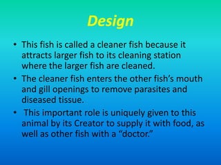 Design
• This fish is called a cleaner fish because it
attracts larger fish to its cleaning station
where the larger fish are cleaned.
• The cleaner fish enters the other fish’s mouth
and gill openings to remove parasites and
diseased tissue.
• This important role is uniquely given to this
animal by its Creator to supply it with food, as
well as other fish with a “doctor.”