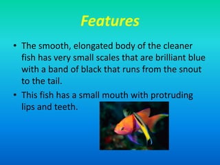 Features
• The smooth, elongated body of the cleaner
fish has very small scales that are brilliant blue
with a band of black that runs from the snout
to the tail.
• This fish has a small mouth with protruding
lips and teeth.