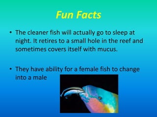 Fun Facts
• The cleaner fish will actually go to sleep at
night. It retires to a small hole in the reef and
sometimes covers itself with mucus.
• They have ability for a female fish to change
into a male