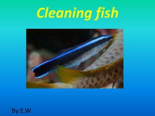 Cleaning fish




By:E.W
 