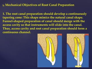  Mechanical Objectives of Root Canal Preparation
1. The root canal preparation should develop a continuously
tapering cone: This shape mimics the natural canal shape.
Funnel-shaped preparation of canal should merge with the
access cavity so that instruments will slide into the canal.
Thus, access cavity and root canal preparation should form a
continuous channel.
 