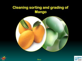 Next
Cleaning sorting and grading of
Mango
 