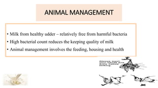 ANIMAL MANAGEMENT
• Milk from healthy udder – relatively free from harmful bacteria
• High bacterial count reduces the keeping quality of milk
• Animal management involves the feeding, housing and health
 