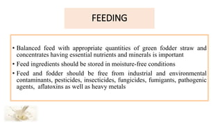 • Balanced feed with appropriate quantities of green fodder straw and
concentrates having essential nutrients and minerals is important
• Feed ingredients should be stored in moisture-free conditions
• Feed and fodder should be free from industrial and environmental
contaminants, pesticides, insecticides, fungicides, fumigants, pathogenic
agents, aflatoxins as well as heavy metals
FEEDING
 