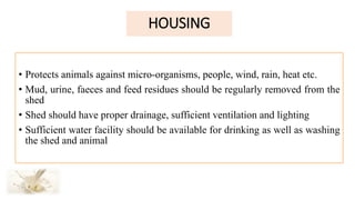 HOUSING
• Protects animals against micro-organisms, people, wind, rain, heat etc.
• Mud, urine, faeces and feed residues should be regularly removed from the
shed
• Shed should have proper drainage, sufficient ventilation and lighting
• Sufficient water facility should be available for drinking as well as washing
the shed and animal
 