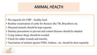 ANIMAL HEALTH
• Pre-requisite for CMP – healthy herd
• Routine examination of cattle for diseases like TB, Brucellosis etc.
• Diseased animals should be kept separate
• Sanitary precautions to prevent and control diseases should be adopted
• Using inducer drugs should be avoided
• Check for udder wounds and mastitis.
• Vaccination of animals against FMD, Anthrax, etc. should be done regularly
 