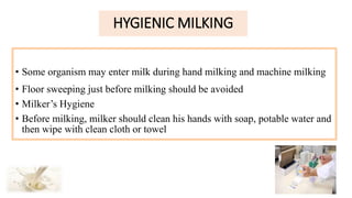 HYGIENIC MILKING
• Some organism may enter milk during hand milking and machine milking
• Floor sweeping just before milking should be avoided
• Milker’s Hygiene
• Before milking, milker should clean his hands with soap, potable water and
then wipe with clean cloth or towel
 