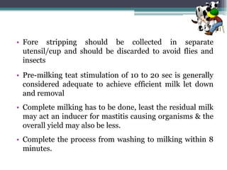 • Fore stripping should be collected in separate
utensil/cup and should be discarded to avoid flies and
insects
• Pre-milking teat stimulation of 10 to 20 sec is generally
considered adequate to achieve efficient milk let down
and removal
• Complete milking has to be done, least the residual milk
may act an inducer for mastitis causing organisms & the
overall yield may also be less.
• Complete the process from washing to milking within 8
minutes.
 