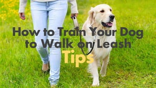 How to Train Your Dog
to Walk on Leash
Tips
 