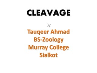 CLEAVAGE
By
Tauqeer Ahmad
BS-Zoology
Murray College
Sialkot
 