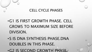 CELL CYCLE PHASES
•G1 IS FIRST GROWTH PHASE. CELL
GROWS TO MAXIMUM SIZE BEFORE
DIVISION.
•S IS DNA SYNTHESIS PHASE.DNA
DOUBLES IN THIS PHASE.
•G2 IS SECOND GROWTH PHASE.
 