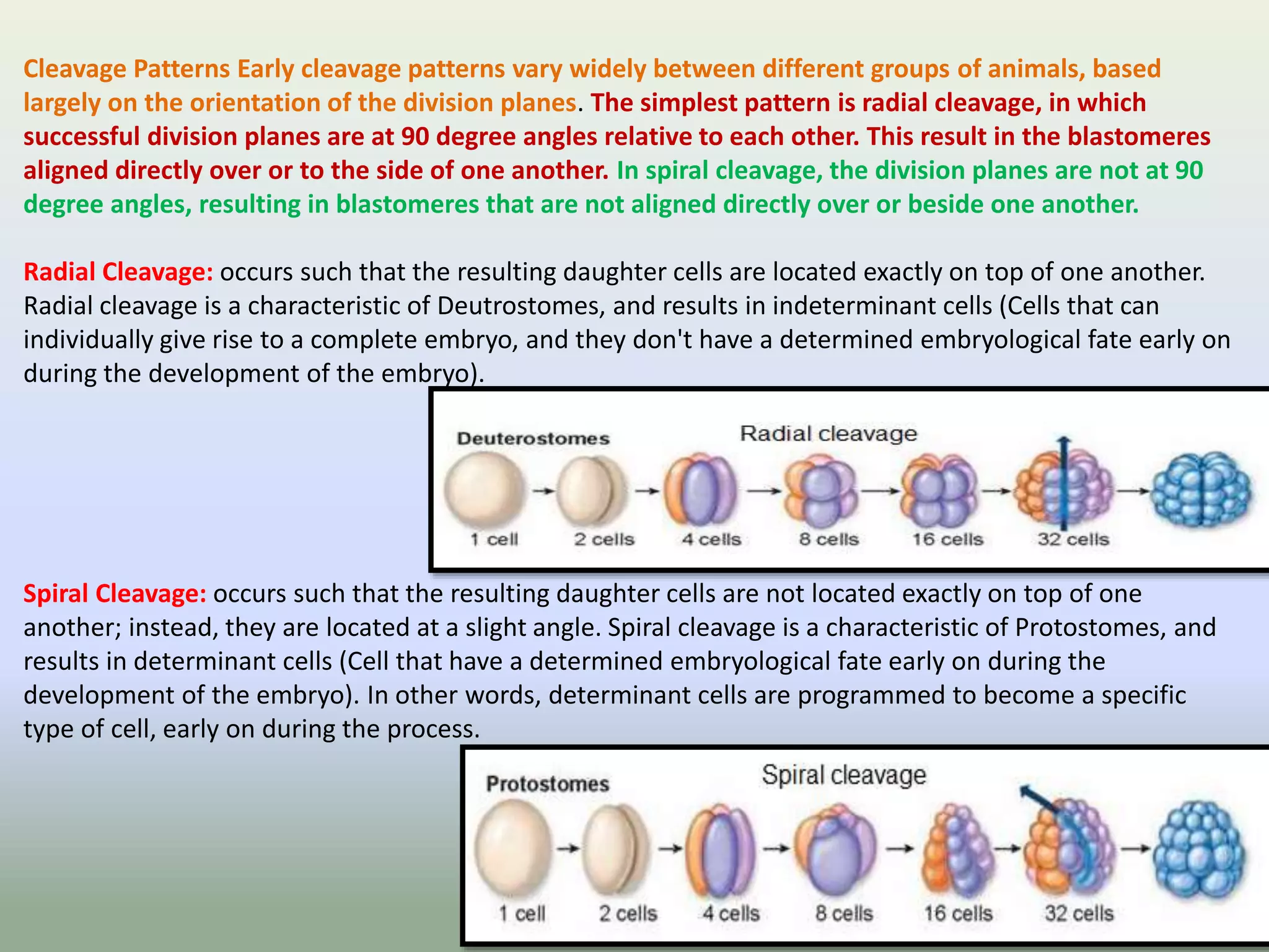 Cleavage Patterns Early cleavage patterns vary widely between different groups of animals, based
largely on the orientation of the division planes. The simplest pattern is radial cleavage, in which
successful division planes are at 90 degree angles relative to each other. This result in the blastomeres
aligned directly over or to the side of one another. In spiral cleavage, the division planes are not at 90
degree angles, resulting in blastomeres that are not aligned directly over or beside one another.
Radial Cleavage: occurs such that the resulting daughter cells are located exactly on top of one another.
Radial cleavage is a characteristic of Deutrostomes, and results in indeterminant cells (Cells that can
individually give rise to a complete embryo, and they don't have a determined embryological fate early on
during the development of the embryo).
Spiral Cleavage: occurs such that the resulting daughter cells are not located exactly on top of one
another; instead, they are located at a slight angle. Spiral cleavage is a characteristic of Protostomes, and
results in determinant cells (Cell that have a determined embryological fate early on during the
development of the embryo). In other words, determinant cells are programmed to become a specific
type of cell, early on during the process.
 