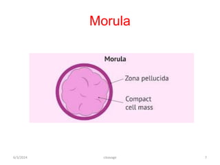 Morula Label Cleavage - general embryology presentation | PPTX