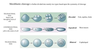 Meroblastic cleavage is further divided into mainly two types based upon the symmetry of cleavage
Discoidal Fish, reptiles, birds
Superficial Most insects
TELOLECITHAL
EGG
Dense yolk
throughout most of
cell
CENTROLECITHAL
EGG
yolk in the center of cell
TELOLECITHAL
EGG
Bilateral Cephalopod
 