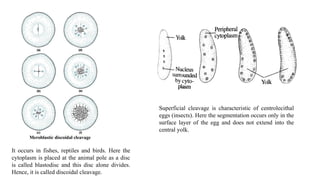 Superficial cleavage is characteristic of centrolecithal
eggs (insects). Here the segmentation occurs only in the
surface layer of the egg and does not extend into the
central yolk.
It occurs in fishes, reptiles and birds. Here the
cytoplasm is placed at the animal pole as a disc
is called blastodisc and this disc alone divides.
Hence, it is called discoidal cleavage.
 