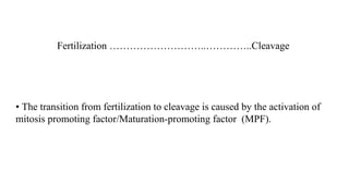 Fertilization ………………………..…………..Cleavage
• The transition from fertilization to cleavage is caused by the activation of
mitosis promoting factor/Maturation-promoting factor (MPF).
 