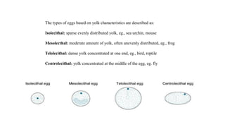 The types of eggs based on yolk characteristics are described as:
Isolecithal: sparse evenly distributed yolk, eg., sea urchin, mouse
Mesolecthal: moderate amount of yolk, often unevenly distributed, eg., frog
Telolecithal: dense yolk concentrated at one end, eg., bird, reptile
Centrolecithal: yolk concentrated at the middle of the egg, eg. fly
 