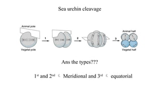 Sea urchin cleavage
Ans the types???
1st
and 2nd
 Meridional and 3rd
 equatorial
 