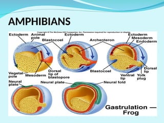 CLEAVAGE formation of animal development | PPT