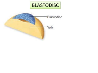 BLASTODISC
 