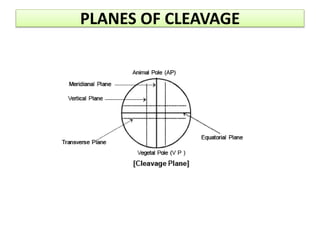 PLANES OF CLEAVAGE
 