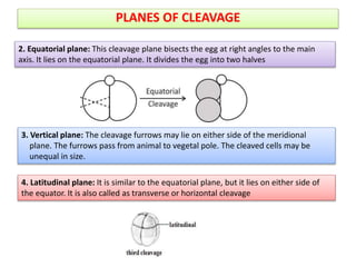 PLANES OF CLEAVAGE
4. Latitudinal plane: It is similar to the equatorial plane, but it lies on either side of
the equator. It is also called as transverse or horizontal cleavage
3. Vertical plane: The cleavage furrows may lie on either side of the meridional
plane. The furrows pass from animal to vegetal pole. The cleaved cells may be
unequal in size.
2. Equatorial plane: This cleavage plane bisects the egg at right angles to the main
axis. It lies on the equatorial plane. It divides the egg into two halves
 