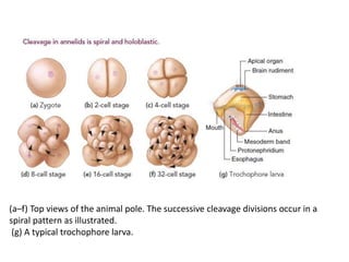 (a–f) Top views of the animal pole. The successive cleavage divisions occur in a
spiral pattern as illustrated.
(g) A typical trochophore larva.
 