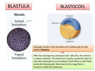 BLASTULA BLASTOCOEL
Cleavage results in the formation of a hollow ball of cells
called a blastula.
After the cleavage has produced over 100 cells, the embryo
is called a blastula. The blastula is usually a spherical layer of
cells (the blastoderm) surrounding a fluid-filled or yolk-filled
cavity (the blastocoel). Mammals at this stage form a
structure called the blastocyst.
OR
 