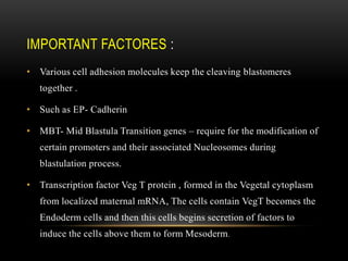 IMPORTANT FACTORES :
• Various cell adhesion molecules keep the cleaving blastomeres
together .
• Such as EP- Cadherin
• MBT- Mid Blastula Transition genes – require for the modification of
certain promoters and their associated Nucleosomes during
blastulation process.
• Transcription factor Veg T protein , formed in the Vegetal cytoplasm
from localized maternal mRNA, The cells contain VegT becomes the
Endoderm cells and then this cells begins secretion of factors to
induce the cells above them to form Mesoderm.
 