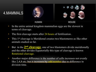 4.MAMMALS :
• In the entire animal kingdom mammalian eggs are the slowest in
terms of cleavage.
• The first cleavage starts after 24 hours of fertilization .
• This 1st cleavage is Meridional creates two blastomeres as llke other
animals studied so far.
• But in the 2nd cleavage, one of two blastomers divide meridionally
and the other divides Equatorially this type of cleavage is known
Rotational cleavage.
• Another major difference is the number of cells increases not evenly
like 2,4,8 etc. but it increases by odd number due to difference in
division time.
HUMAN MOUSE
 