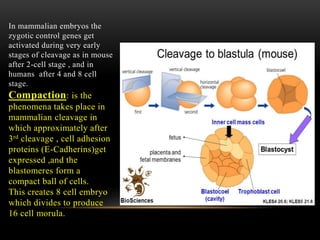 In mammalian embryos the
zygotic control genes get
activated during very early
stages of cleavage as in mouse
after 2-cell stage , and in
humans after 4 and 8 cell
stage.
Compaction: is the
phenomena takes place in
mammalian cleavage in
which approximately after
3rd cleavage , cell adhesion
proteins (E-Cadherins)get
expressed ,and the
blastomeres form a
compact ball of cells.
This creates 8 cell embryo
which divides to produce
16 cell morula.
 