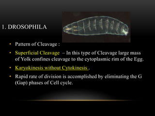 1. DROSOPHILA
• Pattern of Cleavage :
• Superficial Cleavage – In this type of Cleavage large mass
of Yolk confines cleavage to the cytoplasmic rim of the Egg.
• Karyokinesis without Cytokinesis .
• Rapid rate of division is accomplished by eliminating the G
(Gap) phases of Cell cycle.
 