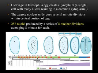 • Cleavage in Drosophila egg creates Syncytium (a single
cell with many nuclei residing in a common cytoplasm. )
• The zygote nucleus undergoes several mitotic divisions
within central portion of egg.
• 256 nuclei produced by a series of 8 nuclear divisions
averaging 8 minute for each.
 