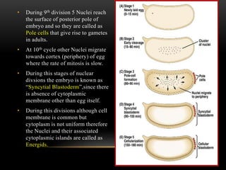 • During 9th division 5 Nuclei reach
the surface of posterior pole of
embryo and so they are called as
Pole cells that give rise to gametes
in adults.
• At 10th cycle other Nuclei migrate
towards cortex (periphery) of egg
where the rate of mitosis is slow.
• During this stages of nuclear
divsions the embryo is known as
“Syncytial Blastoderm”,since there
is absence of cytoplasmic
membrane other than egg itself.
• During this divisions although cell
membrane is common but
cytoplasm is not uniform therefore
the Nuclei and their associated
cytoplasmic islands are called as
Energids.
 
