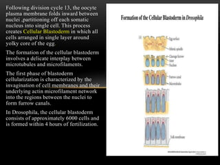 Following division cycle 13, the oocyte
plasma membrane folds inward between
nuclei ,partitioning off each somatic
nucleus into single cell. This process
creates Cellular Blastoderm in which all
cells arranged in single layer around
yolky core of the egg.
The formation of the cellular blastoderm
involves a delicate interplay between
microtubules and microfilaments.
The first phase of blastoderm
cellularization is characterized by the
invagination of cell membranes and their
underlying actin microfilament network
into the regions between the nuclei to
form furrow canals.
In Drosophila, the cellular blastoderm
consists of approximately 6000 cells and
is formed within 4 hours of fertilization.
 