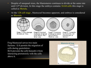 • Despite of uneqaual sizes, the blastomeres continues to divide at the same rate
until 12th division. At this stage the embryo contains 16-64 cells this stage is
called as Morula.
• At the 128 cell stage , blastocoel becomes apparent, and embryo is considered
as Blastula.
Frog blastocoel serves two main
fuctions : I) It permits the migration of
cells during gastrulation .
II) It prevents the cells beneath it from
interacting prematurely with the cells
above it.
 