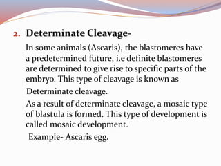 2. Determinate Cleavage-
In some animals (Ascaris), the blastomeres have
a predetermined future, i.e definite blastomeres
are determined to give rise to specific parts of the
embryo. This type of cleavage is known as
Determinate cleavage.
As a result of determinate cleavage, a mosaic type
of blastula is formed. This type of development is
called mosaic development.
Example- Ascaris egg.
 
