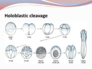 Holoblastic cleavage
 