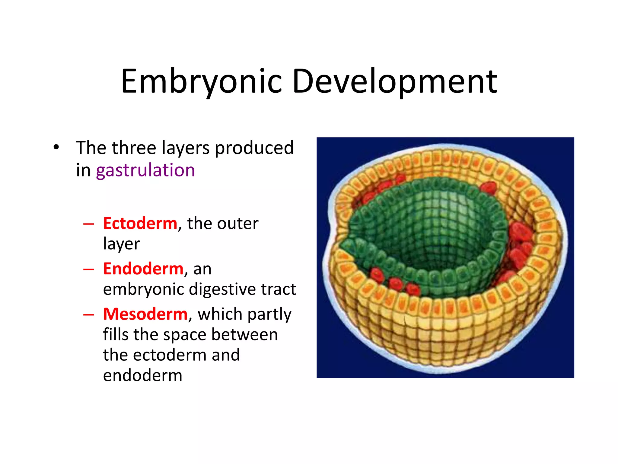 Cleavage, implantation of the embryo and bilaminar | PPTX