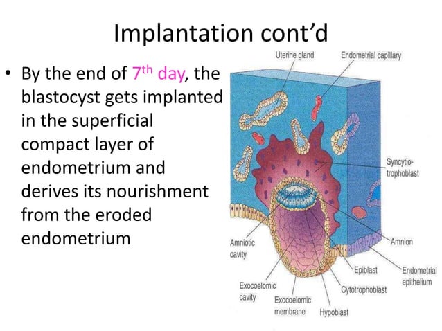 Cleavage, implantation of the embryo and bilaminar | PPTX | Infertility ...