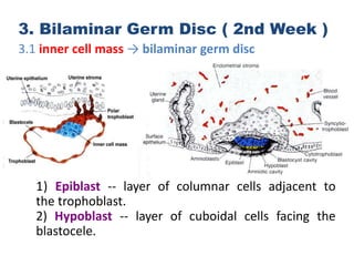 Cleavage, implantation of the embryo and bilaminar | PPTX