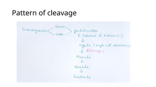 (cleavage pattern and blastula ppt ).pptx
