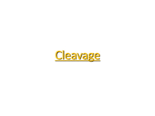 Cleavage
 