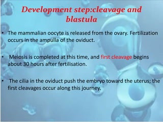 Development step:cleavage and
blastula
• The mammalian oocyte is released from the ovary. Fertilization
occurs in the ampulla of the oviduct.
• Meiosis is completed at this time, and first cleavage begins
about 30 hours after fertilisation.
• The cilia in the oviduct push the embryo toward the uterus; the
first cleavages occur along this journey.
 