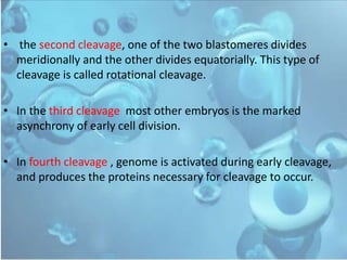 • the second cleavage, one of the two blastomeres divides
meridionally and the other divides equatorially. This type of
cleavage is called rotational cleavage.
• In the third cleavage most other embryos is the marked
asynchrony of early cell division.
• In fourth cleavage , genome is activated during early cleavage,
and produces the proteins necessary for cleavage to occur.
 