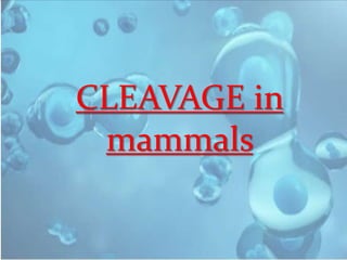 CLEAVAGE in
mammals
 