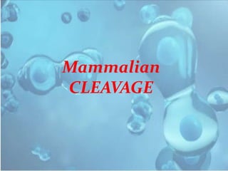 Mammalian
CLEAVAGE
 