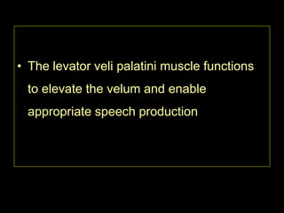 • The levator veli palatini muscle functions
to elevate the velum and enable
appropriate speech production

 